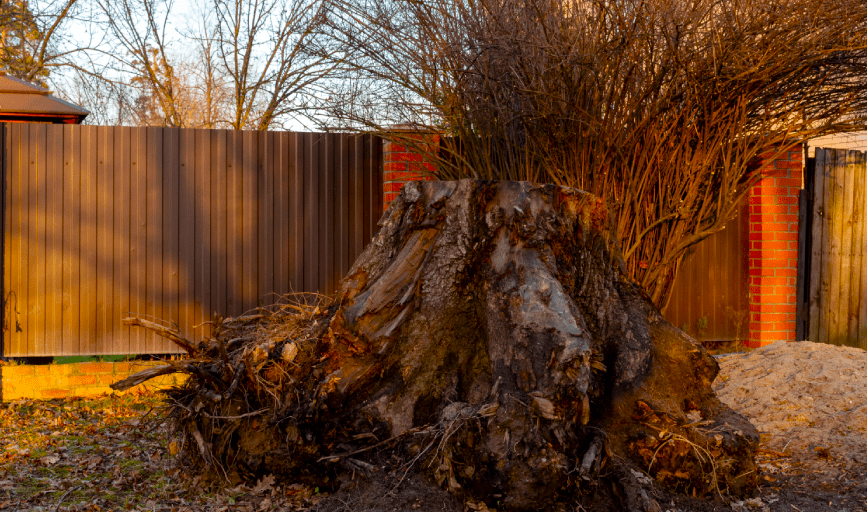TREE REMOVAL